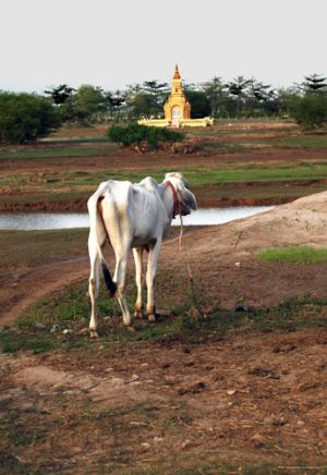 Cow Gazing at a Temple